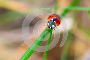 Dotted red ladybug on a flower. High quality photo. Selective focus