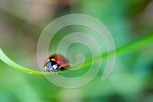 Dotted red ladybug on a flower. High quality photo. Selective focus