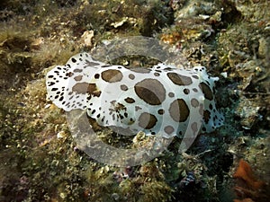 Dotted sea slug