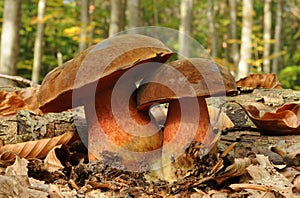 Dotted stem bolete fungus