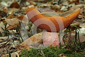 Dotted stem bolete mushroom