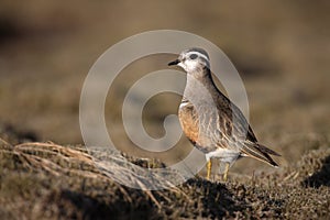 Dotterel, Charadius morinellas