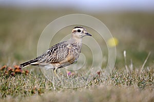 Dotterel, Charadrius morinellus