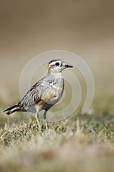 Dotterel, Charadrius morinellus