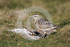 Dotterel, Charadrius morinellus