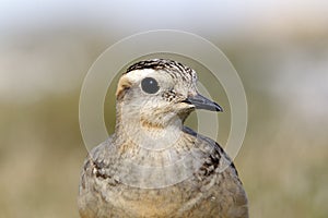 Dotterel, Charadrius morinellus