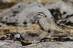 A Dotterel (Charadrius morinellus) portrait.