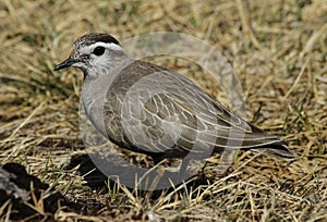 A Dotterel (Charadrius morinellus) portrait.