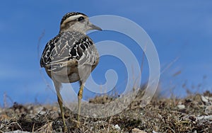 Dotterel on a hill in the south of France
