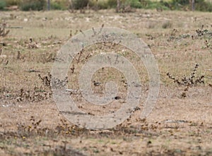 Dotterel in Los Lances Natural Area in Andalucia