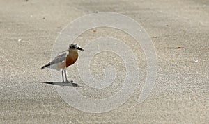 Dotterel Maori Plover New Zealand