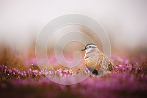 Dotterel on a mountain heath