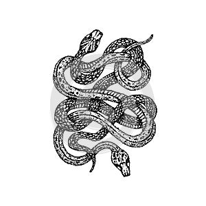 Dotwork Two Snakes