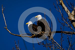 Double American bald eagles perch on tree snag against background of blue sky