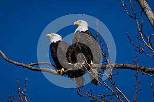 Double American bald eagles perch on tree snag against background of blue sky photo