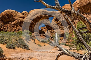 Double Arch framed by a dead tree in Arches National Park, Moab, Utah