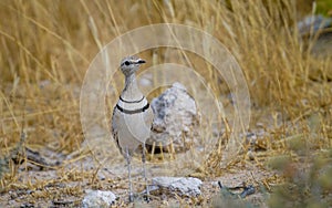 Double banded courser