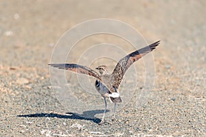 Double-banded courser