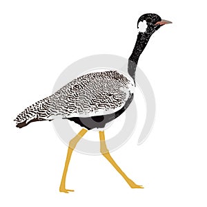 Double banded Courser bird