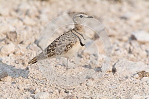 Double banded courser bird