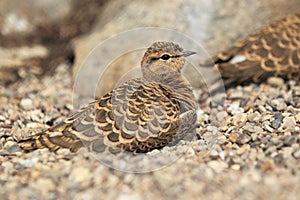 Double-banded courser