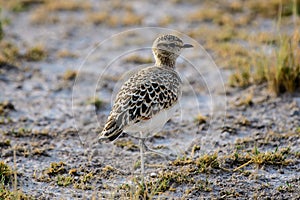 Double banded courser foraging