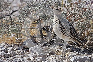 Double-banded courser, Namibia