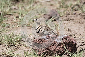 Double-banded Courser Rhinoptilus africanus on the Serengeti