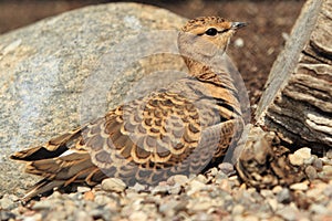 Double-banded courser