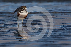 Double Banded Dotterel in Australasia