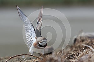 Double Banded Dotterel in Australasia