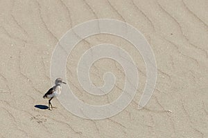 Double Banded Dotterel in Australasia