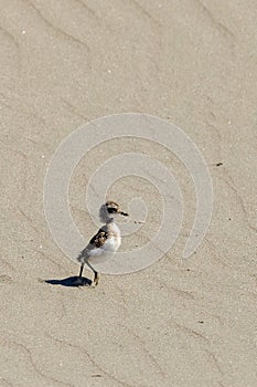 Double Banded Dotterel in Australasia