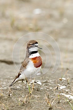 Double Banded Dotterel in Australasia