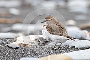 Double Banded Dotterel in Australasia