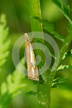Double-banded Grass-veneer Moth - Crambus agitatellus