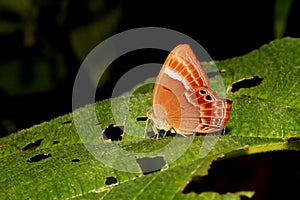 Double Banded Judy Butterfly, Abisara bifasciata, Bondla Wildlife Sanctuary photo