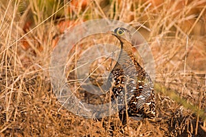 Double banded sand grouse