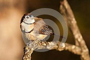 Double-barred finch