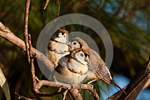 Double-barred finch