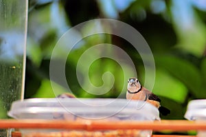 Double-barred Finch bird perched on bowl