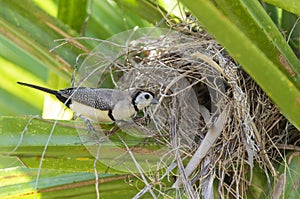 Double barred finch in nest.