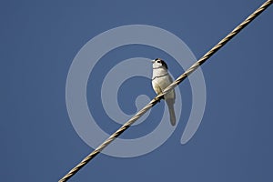 Double-barred Finch perched on metal wire with blue sky