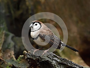 Double-barred finch (Taeniopygia bichenovii)