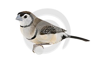 Double-barred Finch - Taeniopygia bichenovii