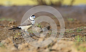 Double Barred Finch with copy space