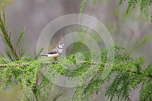 Double-barred finch