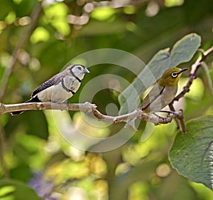 Double Barred Owl Finch Sharing a Branch with a Japanese White-Eyed Finch