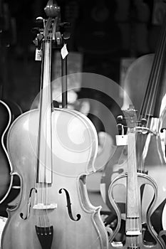 Double bass in music store