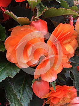 Double Begonia flower